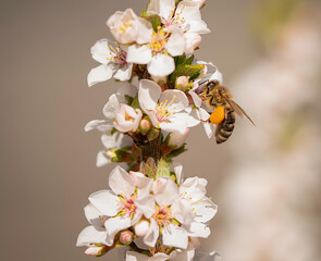 honey bee on blossom