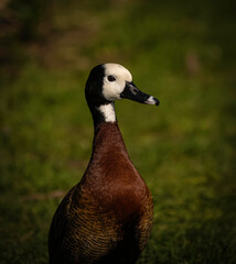 duck in the park portrait 