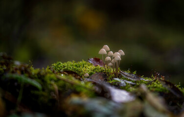 fungi moss on tree