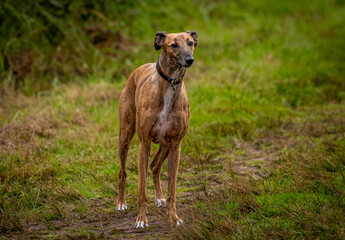 greyhound dog in the field