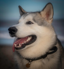 portrait of an Alaskan Malamute dog husky
