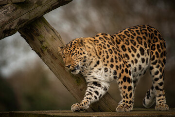 leopard in the zoo 1
