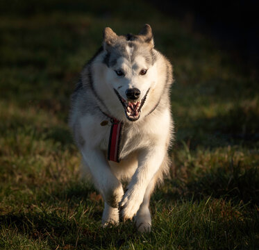 alaskan malamute dog running forward wolf