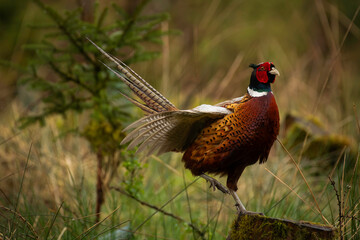 male pheasant in the field 1
