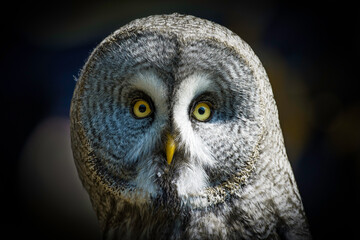 great grey owl portrait