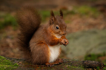 Naklejka na ściany i meble red squirrel eating holding nut