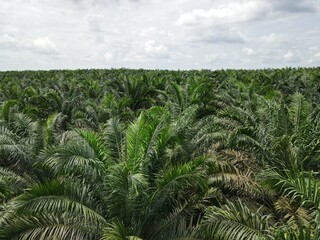 Fototapeta na wymiar Aerial view of oil palm plantations in southeast Asia. plantation palm oil sawit.