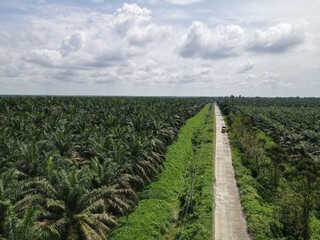 Obraz premium Aerial view of a road in the middle of an oil palm plantation in Southeast Asia. plantation palm oil sawit.