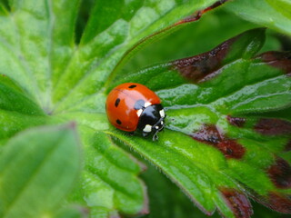 Seven-spot ladybird beetle (Coccinella septempunctata) sitting on a geranium leaf