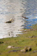 Tournepierre à collier en train de chercher de la nourriture à marée basse, port de Santa Luzia au portugal