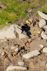 Crabes violonistes sur les berges des marais salants de Tavira au Portugal