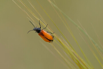 A Lydus Tarsalis Beetle on a Stalk of Wheat