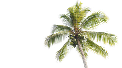 Fototapeta na wymiar Single coconut palm tree with green coconuts against a clear white background.