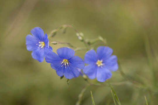 Linum perenne, commonly known as blue flax, is a hardy flowering perennial in the Linaceae family. With delicate, blue, five-petaled flowers, they bloom in late spring to early summer.