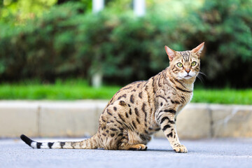 Bengal cat. Close up photo of a beautiful bengal cat walking in a park. Bengal cat photography.