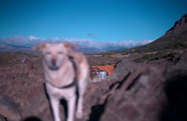 dog in the background of a waterfall
