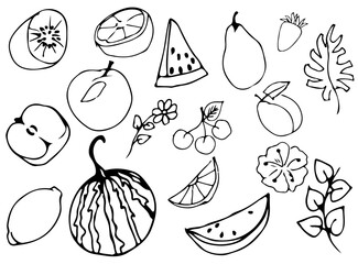 A set of hand-drawn sketches of fruits. Vector illustration with isolated objects on a white background.