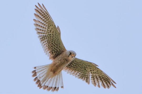 Kestral