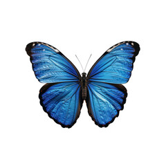 A blue butterfly spreads its wings, isolate on transparent png.