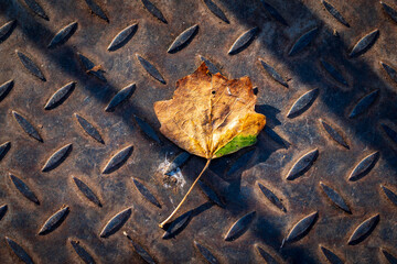 Colorful autumn leaf, on the  metal ground. Pattern. Rough surface.