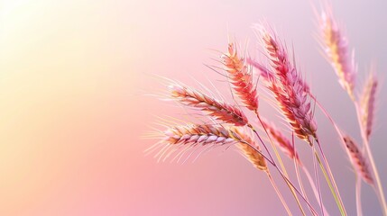 Obraz premium An abstract, vibrant take on a classic wheat crop, merging with a purple backdrop.