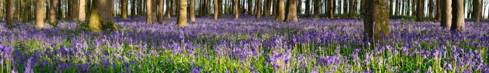 Bluebell carpet in the woods. Springtime in United Kingdom - 