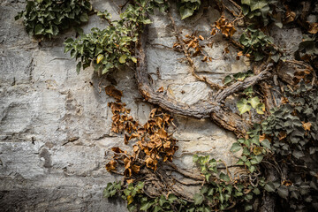 Efeu an einer Wand