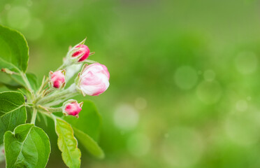 Spring blossoming apple tree branch on green blurred background, copy space. High quality photo