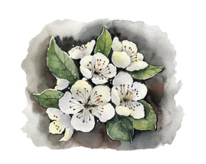 Cherry flowers on gray background. Watercolor illustration.