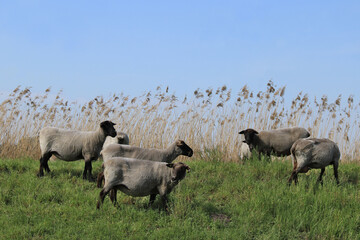 Schafe nach der Schafschur auf einer Wiese 