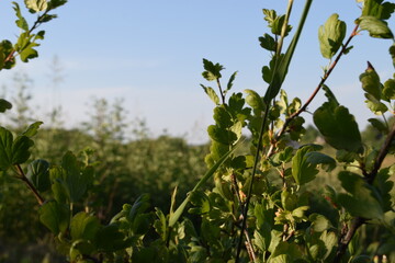 grass with sky background