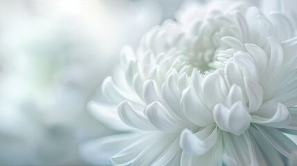 Delicate textures and a close up focus capture the essence of love and tenderness in a white chrysanthemum