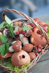 Freshly picked various edible porcini mushrooms and boletus in a wicker basket