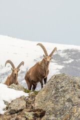 Pair of huge adult male Alpine ibexes observing from a rock in their typical alpine environment...