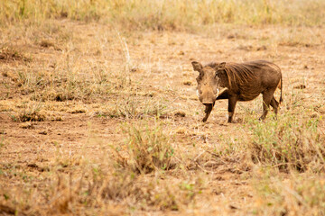 An adult common warthog looking at the camera in Amboseli National Park, Kenya