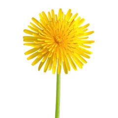 Yellow dandilion isolate on transparent png.
