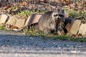 Wet Raccoon that just emerged from a storm drain 