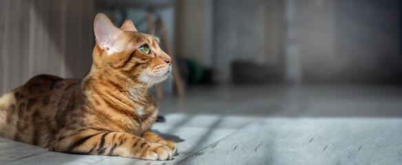 Bengal cat resting on the floor in the living room.