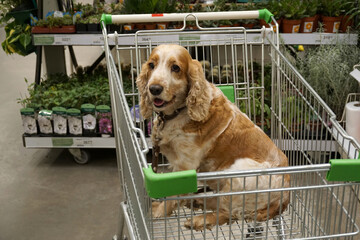 The dog is sitting in the shopping trolley and waiting for the owners.