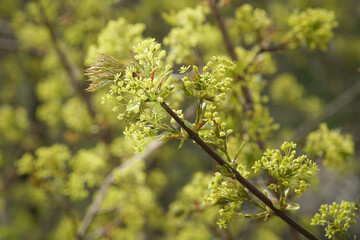 Maple branch with young leaves and inflorescences in the early morning. Concept new life.