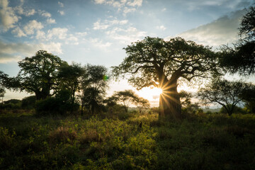 Sunrise at the Tarangire National Park, Tanzania