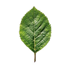 Obraz premium Leaf isolate on transparent png.
