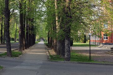 Path in the park in spring
