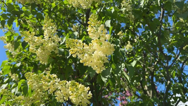 Syringa vulgaris, Primrose Yellow Lilac, spring bloomer, fragrant creamy-yellow lilacs flowers