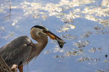 A great blue heron is busy catching its breakfast in a pond in Kissimmee, Florida.