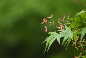 紅葉の花