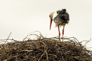 Stork in nest with offspring
