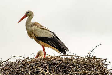 Stork in nest with offspring
