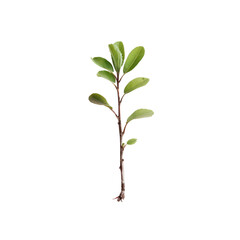 Tiny plant isolate on transparent png.