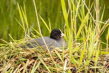 moorhen sitting in the nest